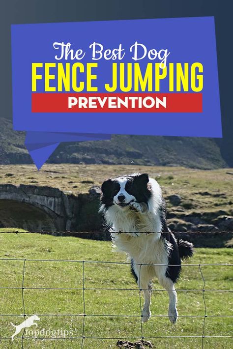 Jump Proof Dog Fence, Dog Jumping Fence, Dog Proof Fence Jumping, Dog Window In Fence, Keep Dog From Jumping Fence, Teach Dog Not To Jump On People, Teaching Dogs Not To Jump, Dog Proof Fence, Stop Dog From Jumping On People