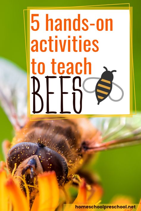 Learning About Bees Preschool, Bee Lessons For Kids, Bee Activities For Kindergarten, Bee Activity For Preschool, Bees Preschool Activities, Bee Preschool Activities, Bee Activities For Preschool, Bee Activities For Kids, Bees Preschool