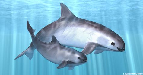 #Vaquita #Porpoises are near #extinction with estimated 200 counted #wildlife #marine #photography Marine Pollution, Underwater Creatures, Animal Habitats, Endangered Animals, Marine Mammals, Marine Animals, Ocean Creatures, Endangered Species, Sea Animals