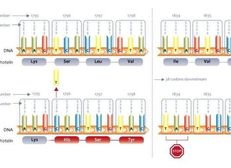 What is the Difference Between Nonsense and Missense Mutation Check more at https://in4arts.com/what-is-the-difference-between-nonsense-and-missense-mutation.html Point Mutation, Dna Replication, What Is The Difference Between, Disease