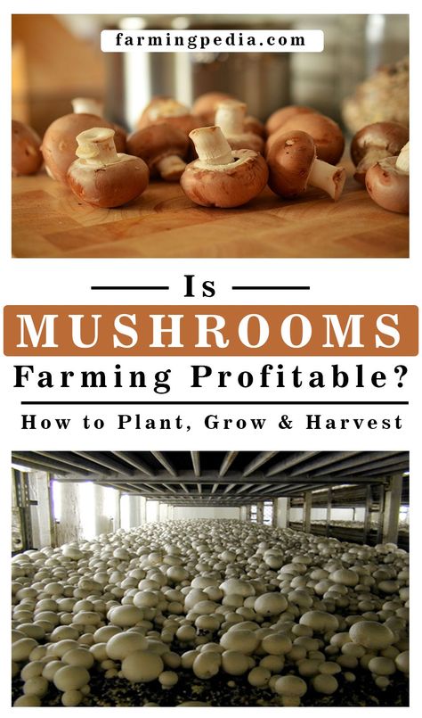 It is a unique experience when it comes to the growing of mushrooms. The mushroom farming can be a very satisfying and profitable venture. Farm Tourism, Mushroom Farming, Sustainable Homestead, Harvest Farm, Mushroom Cultivation, Large Mushroom, Mushroom Powder, The Mushroom, Hamburger Bun