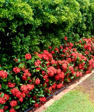 Maui Red Ixora - 3 Gallon - Tropical Plants - Flowering - Buy Plants Online Ixora Flower Drawing, Ixora Illustration, Ixora Plant Landscaping, Ixora Flower, Ixora Plant, Maui Red Ixora, Cotinus Coggygria Royal Purple, Florida Plants Landscaping, Florida Landscaping