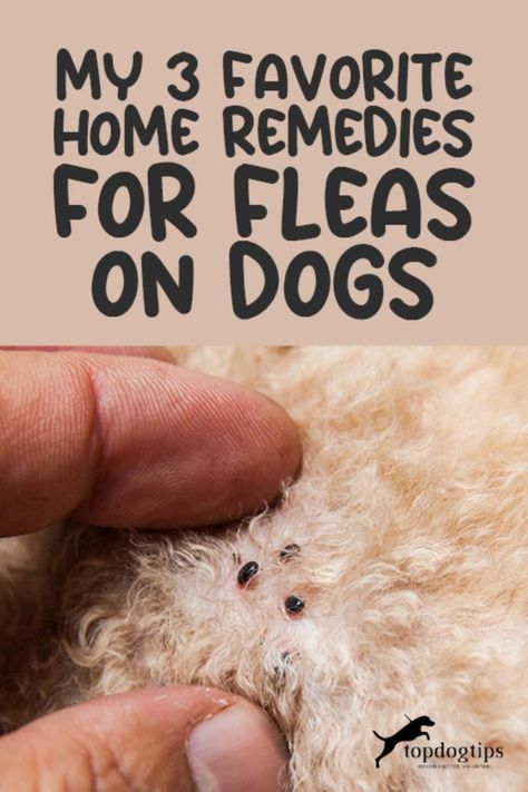 Flea-Free Fidos: Try My Top 3 Home Remedies for Dogs 🐾✨ Home Remedy For Dog Fleas, How To Remove Fleas From Dogs, How To Keep Fleas Off Dogs, Best Way To Get Rid Of Fleas On Dogs, Homemade Flea Shampoo For Dogs, Home Remedy For Fleas On Dogs, Dog Fleas Get Rid Of, Flea Remedy For Yard, How To Get Rid Of Flees On Dogs Fast