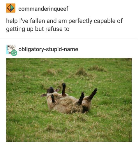 Help I've fallen Nerd Humor, Hilarious Photos, Perfectly Timed Photos, Funny Tumblr Posts, What’s Going On, Tumblr Funny, Animal Memes, Tumblr Posts, Cute Funny Animals