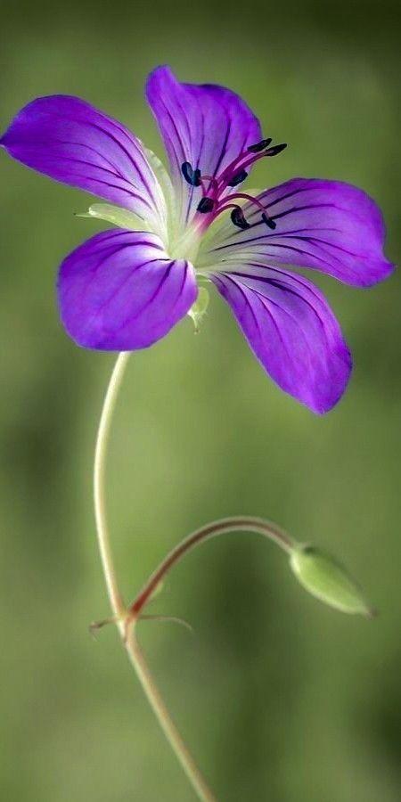 Hardy Geranium, Zestaw Ikon, Beautiful Flowers Photography, Arte Inspo, Beautiful Flowers Pictures, Exotic Flowers, Purple Flower, Flower Beauty, Flower Images