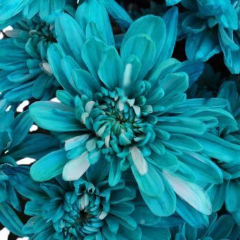 flower pics on Twitter: "https://t.co/2uoQmUFqPf" Flower Centerpieces Diy, Turquoise Aesthetic, Beach Wedding Decorations Reception, Teal Flowers, Turquoise Wedding, Teal Wallpaper, Turquoise Flowers, Flower Spray, Aqua Turquoise