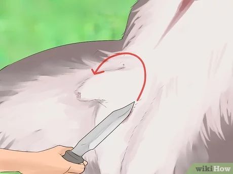 How to Dress a Deer (with Pictures) - wikiHow Field Dressing A Deer, Deer Butchering, Deer Processing, Whitetail Deer Pictures, Deer Food, Field Dress, Hunting Stands, Hunting Property, Hunting Diy