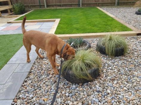 A NEW sensory garden has been created at the RSPCA animal rescue centre near Ringwood. Dog Area Ideas, Garden Design Ideas Uk, Outdoor Dog Area, Tree Lily, Dog Friendly Garden, Dog Friendly Backyard, Small Outdoor Patios, Dog Run, Animal Rescue Center