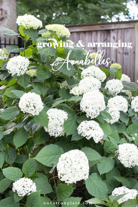 Front Garden Ideas, Annabelle Hydrangea, Smooth Hydrangea, Container Planting, Hydrangea Bloom, Limelight Hydrangea, Hydrangea Bush, Growing Hydrangeas, Hydrangea Garden