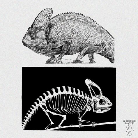 I like to draw animals and their respective skeletons this time i drew a chameleon after drawing the snake what do you think? #reptiles Chameleon Skeleton, Realistic Shading, Tone Art, Animal Skeletons, Draw Animals, The Snake, Tattoo Idea, Reptiles, Animal Drawings