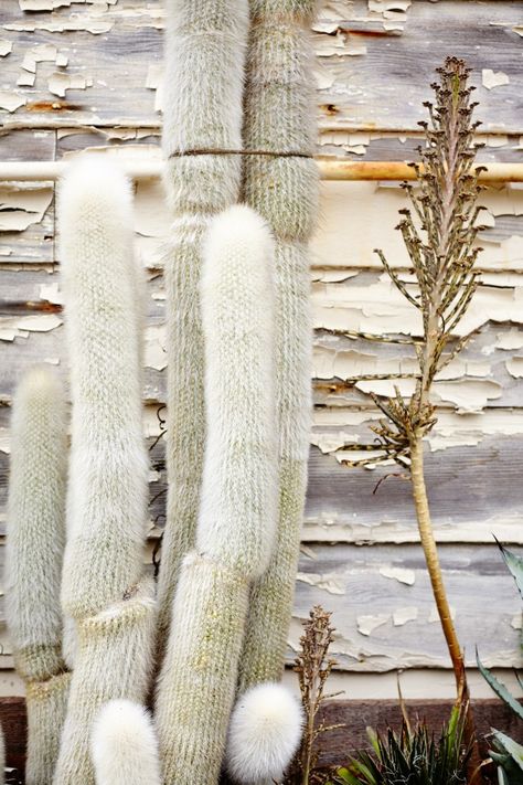 The General Store in San Francisco Martina Thornhill, Gray Gardens, White Cactus, Cactus Planta, Subtle Beauty, Cowboy Theme, Garden Stuff, Cactus And Succulents, Cacti And Succulents