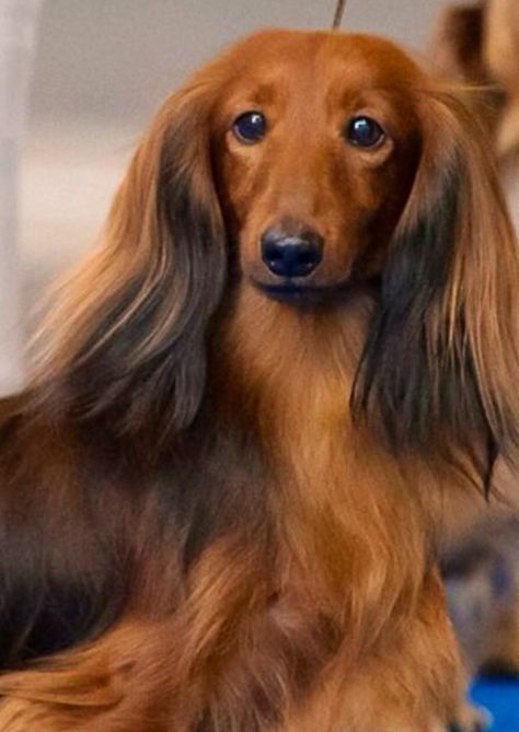 Shaded red -gorgeous Dachshund Funny, Miniature Dachshunds, Dapple Dachshund, Long Haired Dachshund, Söt Katt, Funny Dachshund, Weenie Dogs, Dachshund Lovers, Dachshund Puppies