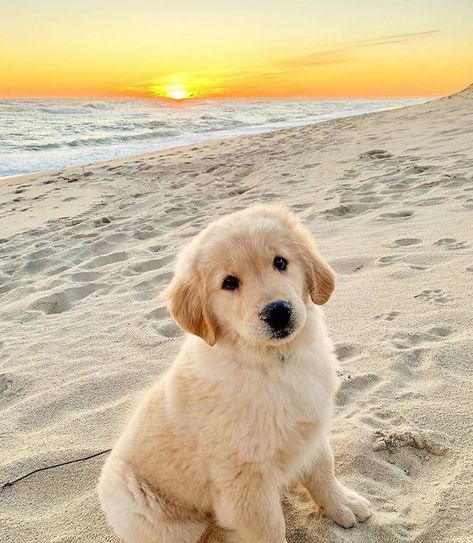 Dogs | Golden Retrievers on Instagram: “What a beauty! 😍 Follow @dogs.trainingg ❤️ Tag a friend 🐾 • • 📷: @nantucketboss” Perros Golden Retriever, Chien Golden Retriever, Cute Dogs Images, Very Cute Puppies, Super Cute Puppies, A Golden Retriever, Cute Dog Photos, Cute Animals Puppies, Very Cute Dogs