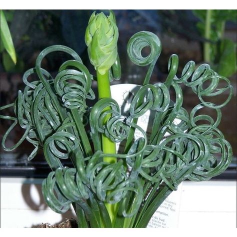 Albuca spiralis Albuca Spiralis, Weird Plants, Large Flower Pots, Succulent Gardening, Unusual Plants, Rare Flowers, Unique Plants, Cactus Y Suculentas, Exotic Plants