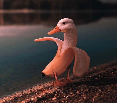 cursed images on Instagram: “duck” Banana Duck Wallpaper, Funny Ducks Photos, Banana Duck, Duck Mask, Animal Mashups, Photoshopped Animals, Duck Photo, Super Cool Stuff, Ugly Cat