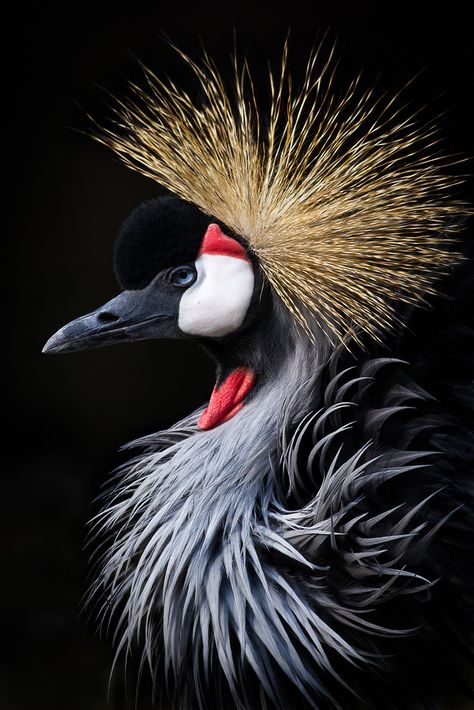 African Crowned Crane, Black Crowned Crane, Eye Profile, Grey Crowned Crane, African Crown, Regard Animal, Crowned Crane, Wild Animals Photography, Amazing Birds