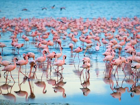 Lake Nakuru, Kenya Naivasha Kenya, Pets Illustration, Kenya Travel, Kenya Safari, Travel Africa, Free Camping, Honeymoon Travel, African Animals, African Safari