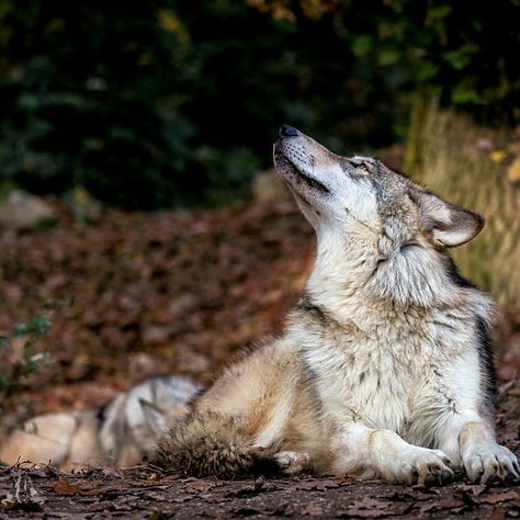 Eurasian Wolf, Wolf Poses, Project Alpha, Cute Wolf, Beautiful Wolf, Wolf World, Wolf Husky, Wolf Hybrid, Wolf Photos