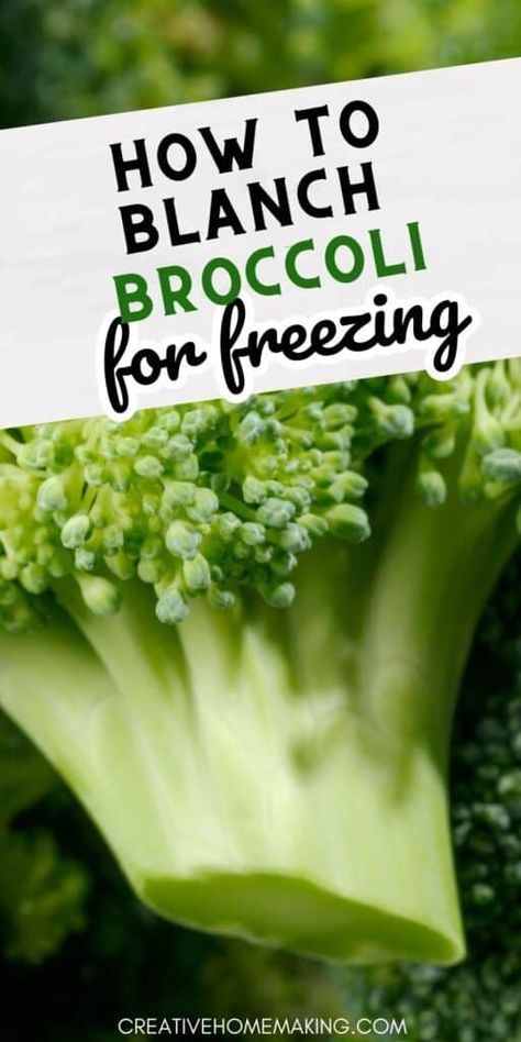 Broccoli is a versatile and healthy vegetable that can be enjoyed in many different ways. If you want to learn how to cook broccoli perfectly, blanching is the way to go! Our easy-to-follow guide will show you how to blanch broccoli to perfection, so you can enjoy its bright color, tender texture, and delicious flavor. Try it today! How To Blanch Broccoli, Blanch Broccoli, Blanching Broccoli, Cook Broccoli, Growing Broccoli, How To Cook Broccoli, Healthy Vegetable, Homemade Jam, Healthy Vegetables