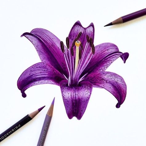 New drawing coming to Patreon tomorrow! All tiers! I drew this Lily with beginners in mind. The tutorial was created in real-time and I talk you through it step-by-step. You can do this! This can be done in under 3 hours with minimal supplies. Reference image and outline are included. Check it out if you have ever thought ‘I wish I could draw that!’ . . #coloredpencil #coloring #coloredpencil_art #drawingtutorialsonline #botanicalcoloredpencil #drawing #coloredpencilpainting #prismaco... Pencil Flowers, Pencils Art, Flower Drawings, New Drawing, Colour Pencil, Pencil Painting, Jennifer Morrison, Coloured Pencils, Color Pencil Drawing