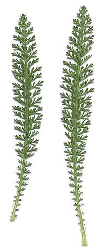 Wikipedia article about yarrow Yarrow Plant, Achillea Millefolium, Bulk Herbs, Essential Oils Herbs, Healthy Herbs, Plant Identification, Wild Plants, Edible Plants, Plant Illustration