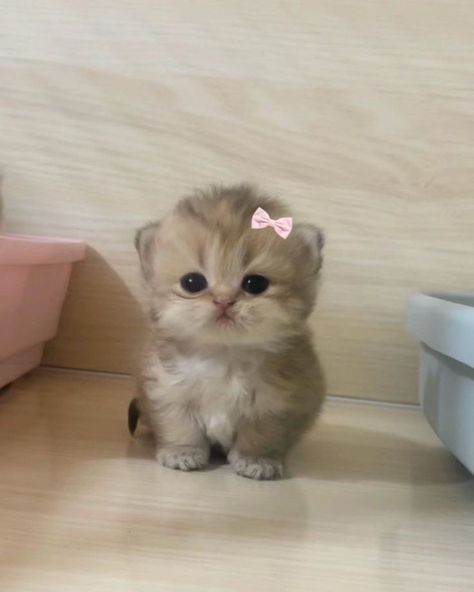 Kitten Cute Aesthetic, Cute Cat Aesthetic Wallpaper Iphone, Cats Cute, Pink Kitten Wallpaper, Cute Kittens Aesthetic Pink, Cute Cat Coquette, Cute Cats Coquette, Cute Animals Puppies, Kitty Wallpaper