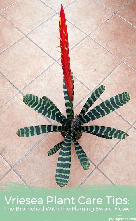 Want an easy care bromeliad with animal print foliage & a tall, jazzy flower? These Vriesea plant care tips, video included, will keep yours looking great. Plant Care Tips, Orchid Bark, Plant Care Houseplant, Flower Spike, House Plant Care, Mother Plant, Orange Flower, Vibrant Flower, Plant Needs