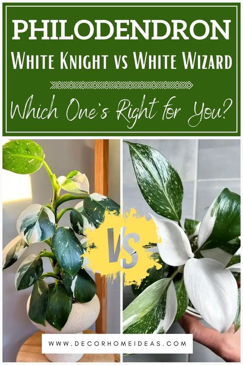 philodendron white knight vs white wizard comparison Philodendron White Knight, Philodendron Care, White Wizard, Indoor Oasis, White Knight, White Patches, Peat Moss, Liquid Fertilizer, Mother Plant