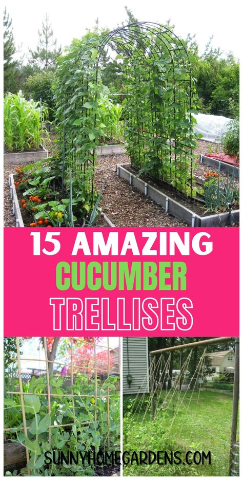 See how a cucumber trellis can transform your backyard garden, making it more organized and productive.