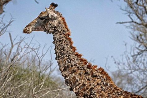 Human Papilloma Virus, The Giraffe, Motion Video, Kruger National Park, Komodo, African Wildlife, African Safari, Field Guide, Interesting Articles