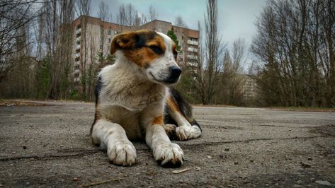 You can now give a radioactive puppy from Chernobyl a forever home Chernobyl Nuclear Power Plant, Companion Animals, Nuclear Disasters, Chernobyl, Nagasaki, Animal Companions, Break Out, Hiroshima, Power Plant