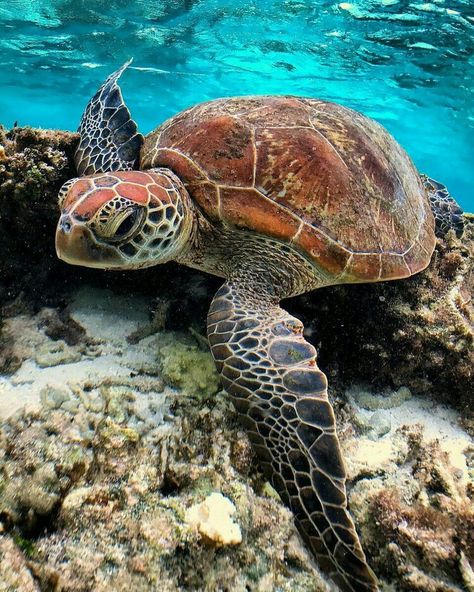 Turtle Iphone Wallpaper, Sea Turtles Photography, Sea Turtle Wallpaper, Turtle Tank Setup, Sea Turtle Pictures, Turtle Wallpaper, Iphone Wallpaper Hd, Fauna Marina, Turtle Drawing