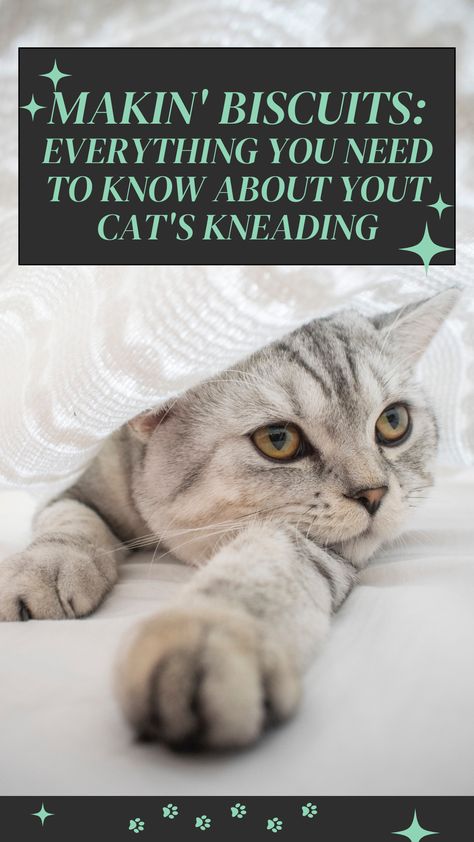 Why do cats knead? Is this normal? Should I be concerned? What can I do to make my cat more comfortable? All of the questions you've ever had about your cats kneading behaviour answered here :) #CatBehaviour #Kneading #MakingBuscuits #CatsKneading Cats Kneading, Cat Kneading, Make Biscuits, Cat Language, Cat Behavior, I Need To Know, But Why, What Can I Do, My Cat