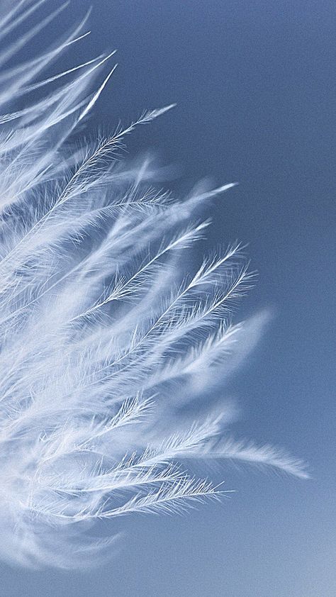 Dream Background, Era Victoria, Foto Macro, Feather Wallpaper, Fotografi Iphone, Light Blue Aesthetic, Blue Aesthetic Pastel, Beautiful Wallpapers Backgrounds, Flower Background Wallpaper