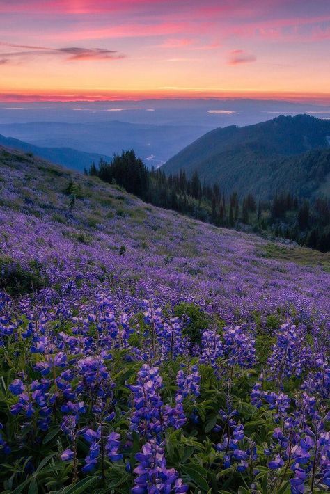 Lavender Sunset, Purple Flowers, Lavender, Trees, Purple, Flowers, Pink