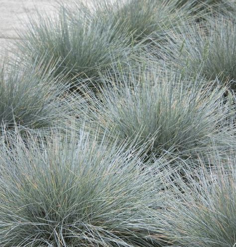 Festuca glauca 'Elijah Blue' Form: clump grass Flower: known for foliage Notes: semi-evergreen Helictotrichon Sempervirens, Elijah Blue Fescue, Woods Project, Cabin Fun, Festuca Glauca, Lavender Hidcote, Blue Oat Grass, Green Bank, Nursery Plants