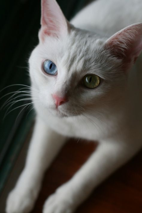 Heterochromia Iridum, Amazing Eyes, Different Colored Eyes, Pretty Cat, Cat Pose, Yellow Cat, Cat Boarding, White Cats, Cat Person