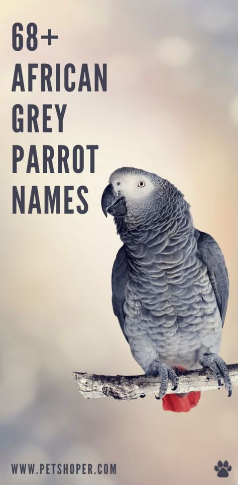 Names For Parrots, Sagittarius Bird, Parrot Names, African Grey Parrot Funny, Timneh African Grey, Cockatiel Care, Gray Parrot, Congo African Grey, African Birds