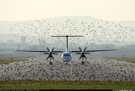 Olympic Air Bombardier DHC-8-402 Q400 SX-OBC framed by a flock of birds while taxiing along the runway at Sofia-Vrazhdebna, September 2012. (Photo: Ivan Angelov) Bird Strike, Airport Design, Flock Of Birds, Aviation Photography, Aircraft Pictures, Front View, Wind Turbine, Bulgaria, Aircraft