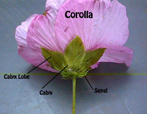 Corolla & Calyx Calyx Flowers, Spruce Tips, Flower Costume, Parts Of A Flower, Plant Identification, Flowering Plants, The Lighthouse, Spring Flower, Botany