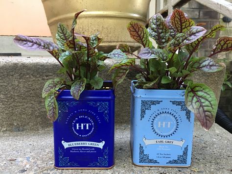 Harney & Sons Fine Tea make the cutest pots! Beautiful red vain sorrel #Harney #Sons #Fine #Tea #Sorrel #Plant #repurposed #DIY #container #garden Diy Container Garden, Tin Upcycle, Sorrel Plant, Harney And Sons Tea, Diy Container, Vintage Tea Tins, Tin Planters, Tea Display, Teacup Gardens