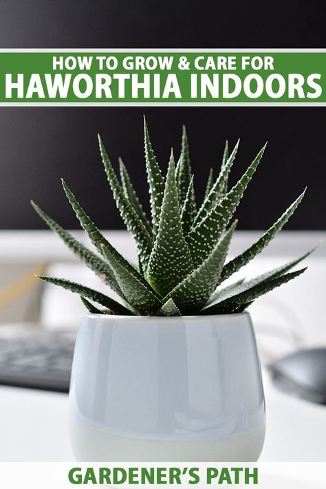 Haworthia succulents are usually stemless with a rosette shape. The fleshy green leaves may have bumps, stripes, or bristles. Suited to outdoor cultivation in Zones 9 to 11, they also make excellent houseplants. Learn how to grow and care for haworthia indoors now on Gardener’s Path. #haworthia #houseplants #gardenerspath Hawthornia Succulent Care, Zebra Haworthia Care, Hawthoria Succulent, Mops Theme, Homesteading Projects, Haworthia Succulents, Succulents Care, Growing Cactus, Willow Oak