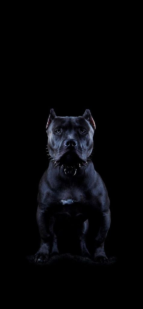 Pitbull Wallpaper Iphone, Cool Dog Wallpaper, Pitbull Dog Wallpaper, Black Dog Wallpaper, All Black Pitbull, Pitbull Noir, Pitbull Wallpaper, Pitbull Aesthetic, Canterbury Bulldogs