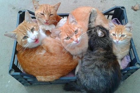 Tight squeeze: Five cats battled for position inside a single plastic crate... Fluffy Cat Breeds, Cats Fluffy, Five Cats, Tattoo Anime, Funny Kittens, Funny Cat Photos, Cat Cuddle, Anime Nails, Anime Tattoo