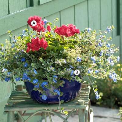 Perfect Container Pairings for Geraniums Potted Geraniums Planters, Geranium Planter Ideas, Geraniums In Pots, Fall Container Plants, Growing Geraniums, Licorice Plant, Container Garden Ideas, Plant Arrangement, Potted Geraniums