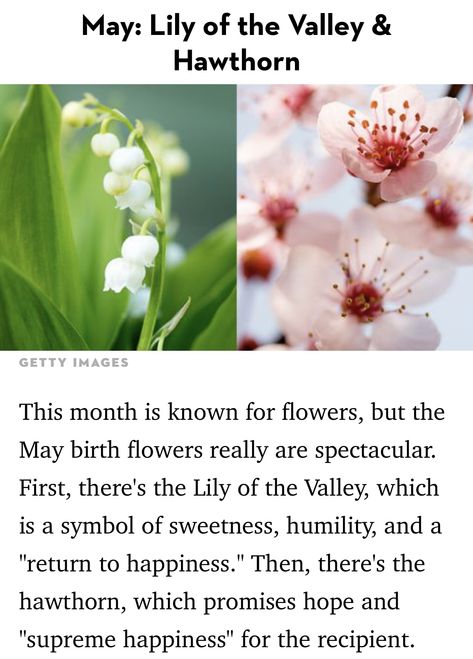 Lily Of The Valley And Hawthorn, Mays Birth Flower, Flower Symbolism, May Birth Flowers, Flower Language, Flower Guide, Flower Meanings, Nothing But Flowers, Language Of Flowers