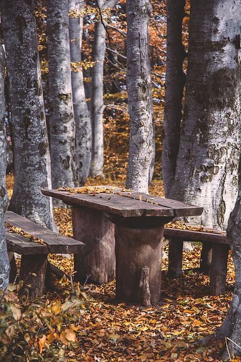 Table In Forest, Bench In Forest, Table And Benches, October Country, Woodland Cottage, Autumn Magic, 수채화 그림, Photo Background Images, Autumn Beauty