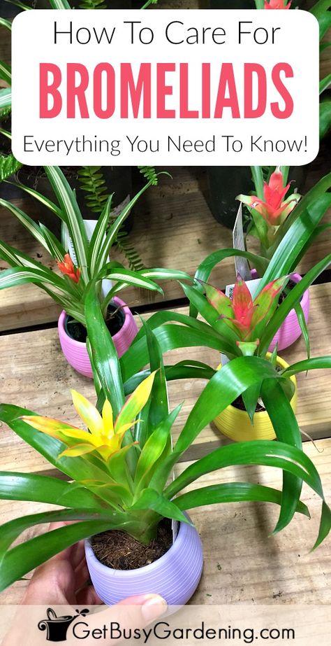 Learn how to grow bromeliads! This detailed bromeliad plant care guide has everything you need to know about growing bromeliads. Bromeliads are easy to grow indoor plants, but caring for them is different than many other plants. Don’t worry, bromeliad plant care isn’t difficult, it’s just… well, different. Bromeliad Plant, Hanging Plants Diy, Plant Care Guide, Trendy Plants, Hanging Plants Indoor, Indoor Plant Care, House Plants Decor, Hydroponic Gardening, House Plant Care