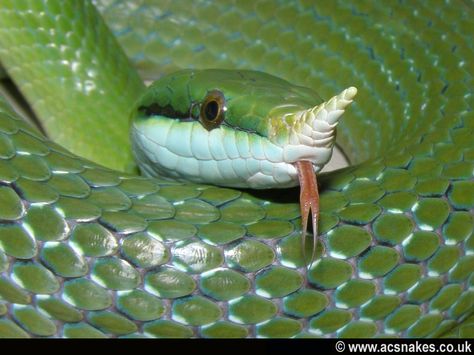 Rhino Rat Snake, Snake Moodboard, Pics Of Snakes, Derpy Animals, Beauty In The Mundane, Snake Terrarium, Snake Enclosure, Snake Tank, Cool Snakes