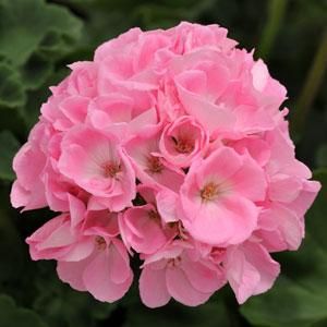 Dynamo Light Pink Zonal Geraniums, Pink Geranium, Light Salmon, Pot Plants, Plant Protection, Design Light, English Roses, Bright Flowers, Flower Bud